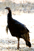 081011_POTN_CA_6_007