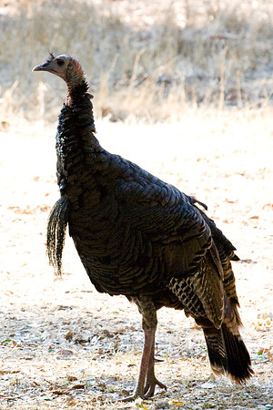 081011_POTN_CA_6_007