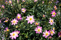 Annie's Annuals