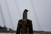 Pelican
