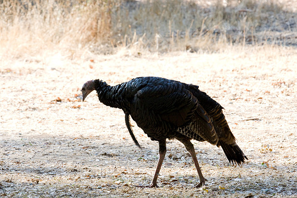 081011_POTN_CA_6_008