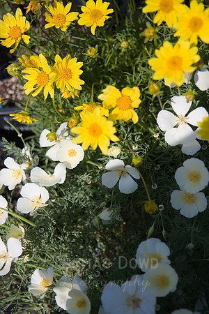 Annie's Annuals