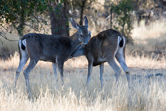 081011_POTN_CA_6_041