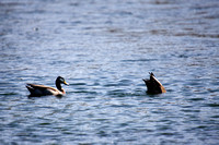 081011_POTN_CA_6_053