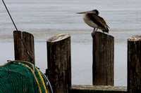 Pelican