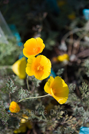 Annie's Annuals