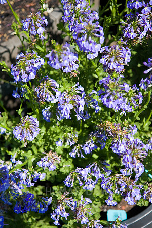 Annie's Annuals